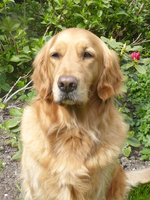 Golden-Retriever "Jesabell Frame von Mehnerwald" aus Bremen