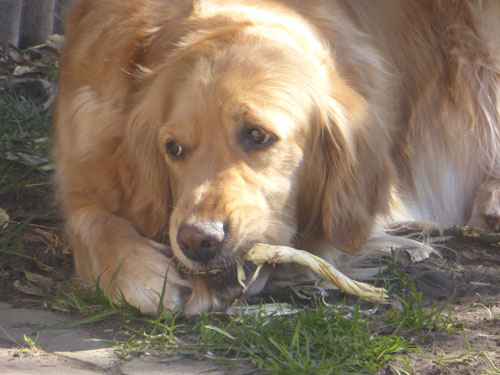 Golden-Retriever "Jesabell Frame von Mehnerwald" aus Bremen