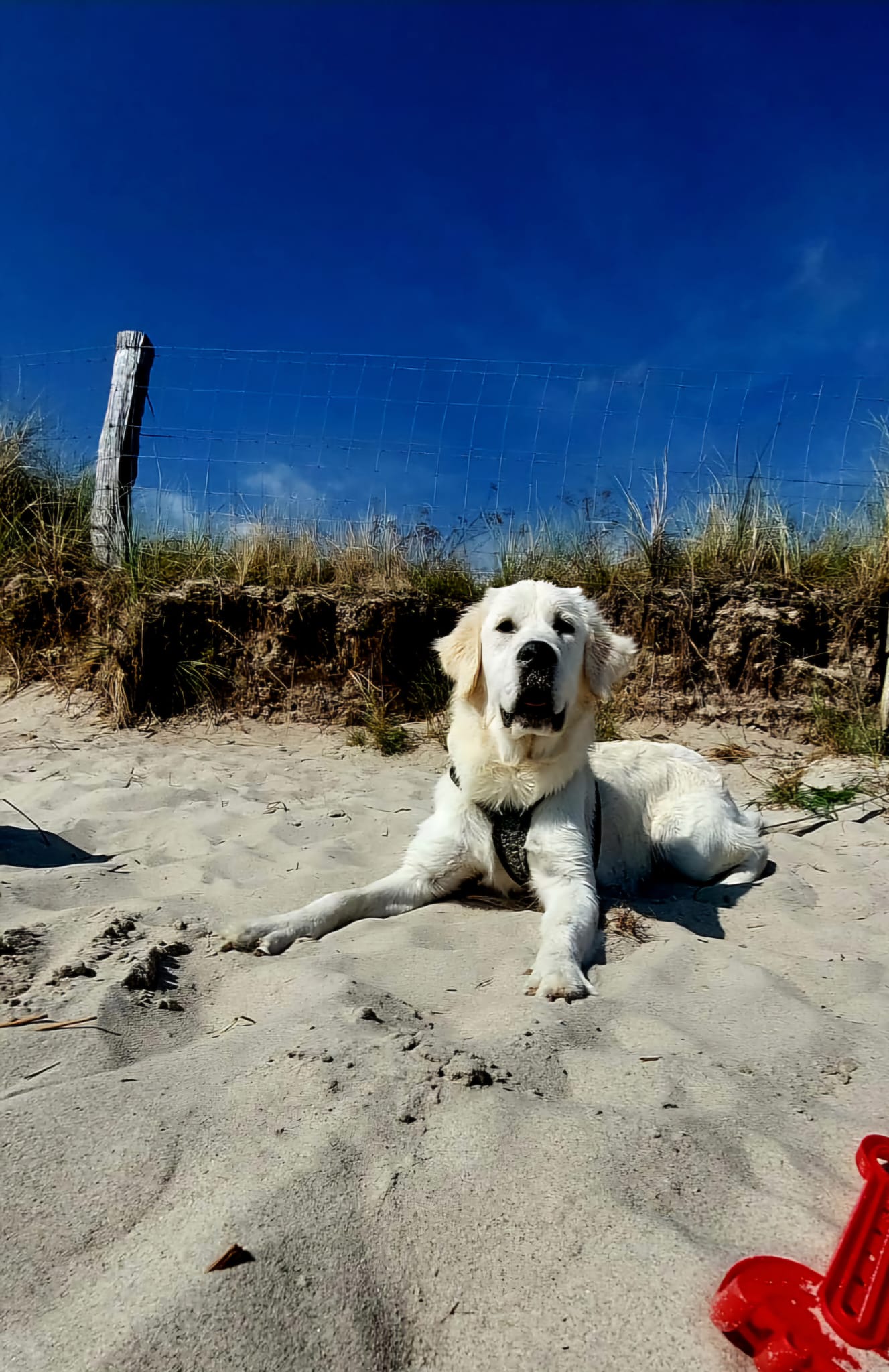 Golden-Retriever-Bremen