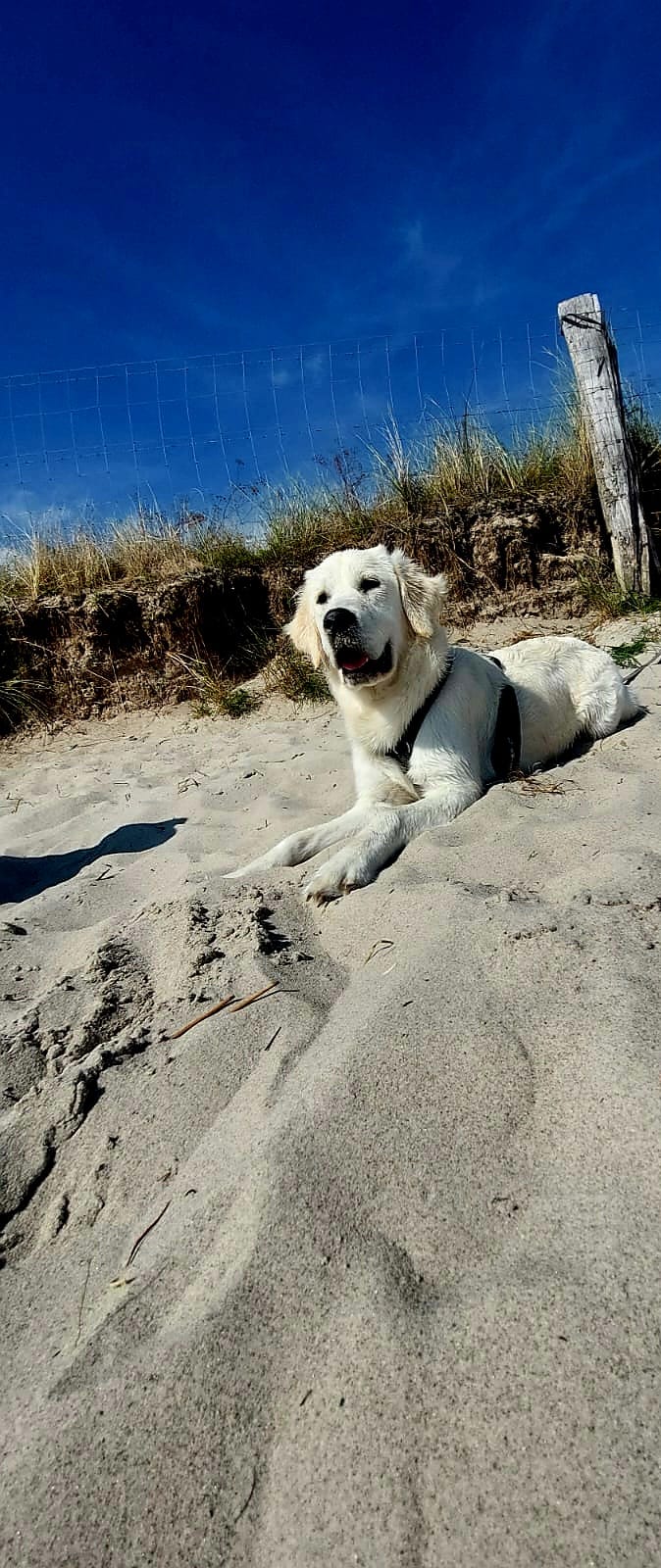 Golden-Retriever-Bremen