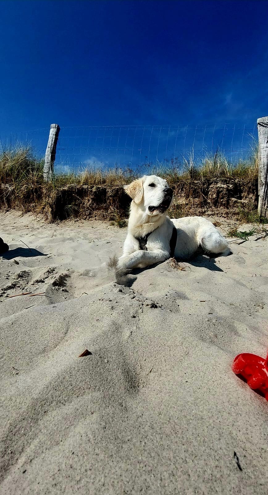 Golden-Retriever-Bremen