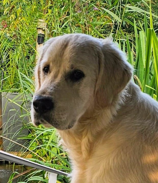 Golden-Retriever-Bremen