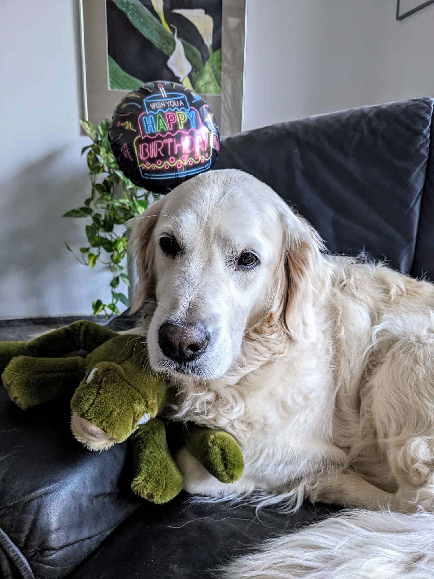 Golden-Retriever-Bremen