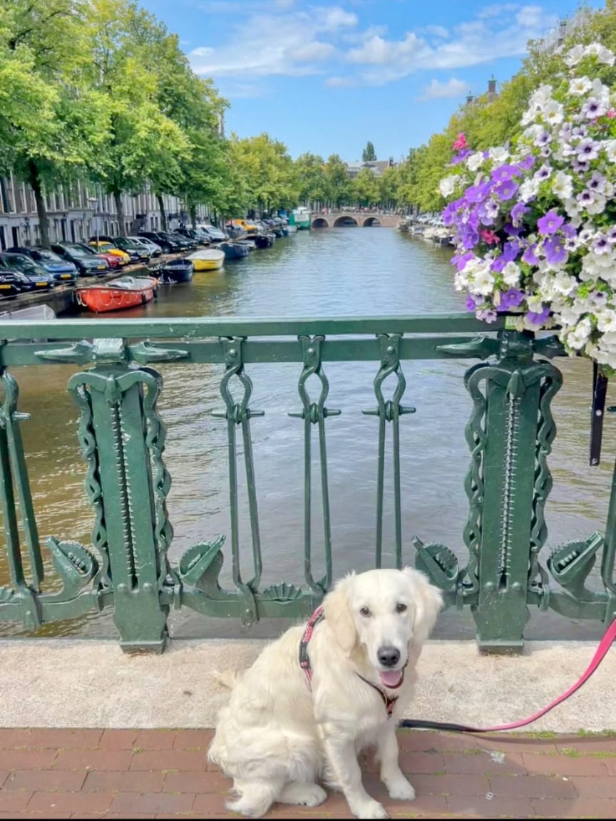 Golden-Retriever-Bremen