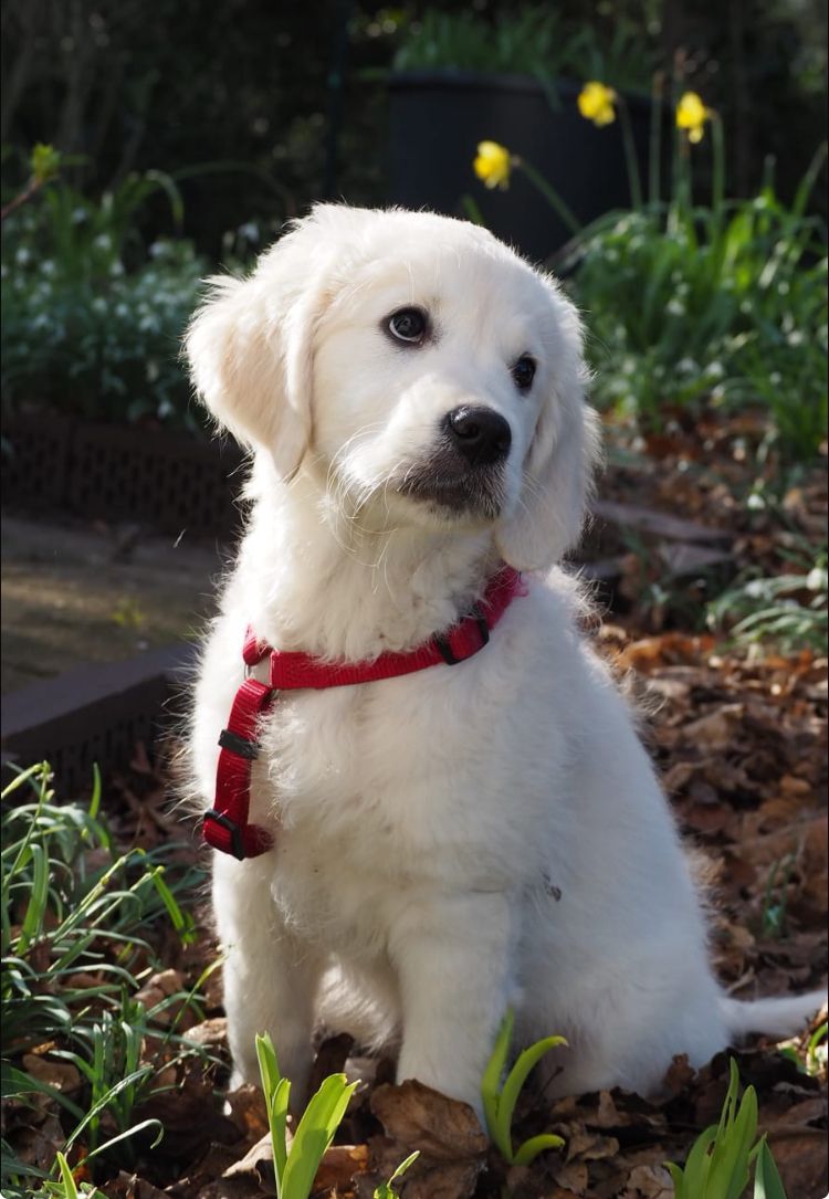 Golden-Retriever-Bremen