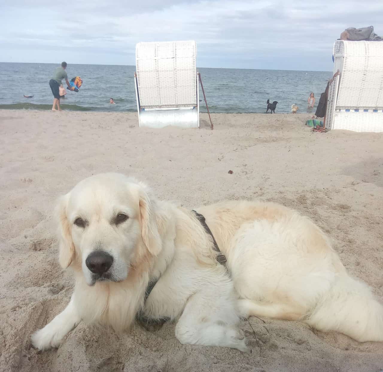 Golden-Retriever-Bremen