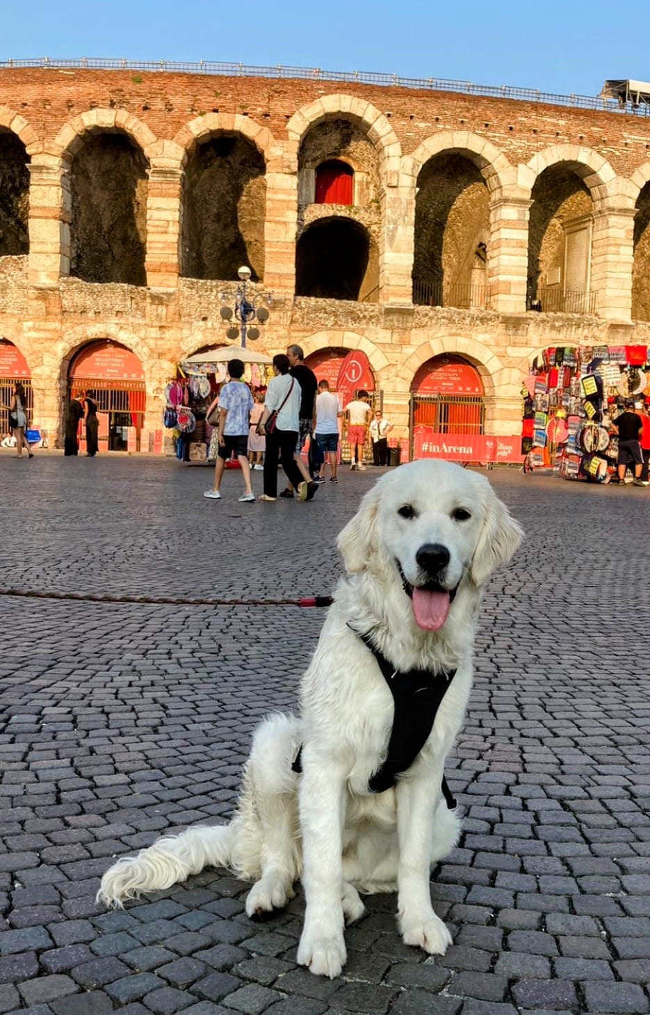 Golden-Retriever-Bremen