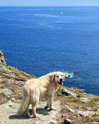 Golden-Retriever-Bremen