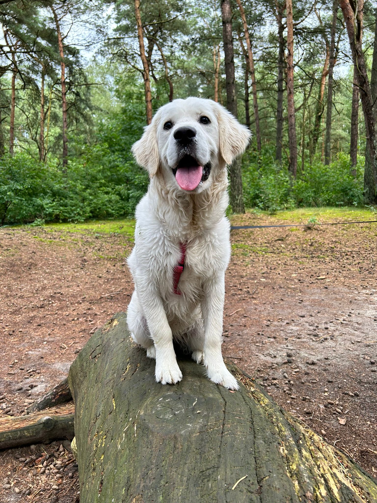 Golden-Retriever-Bremen